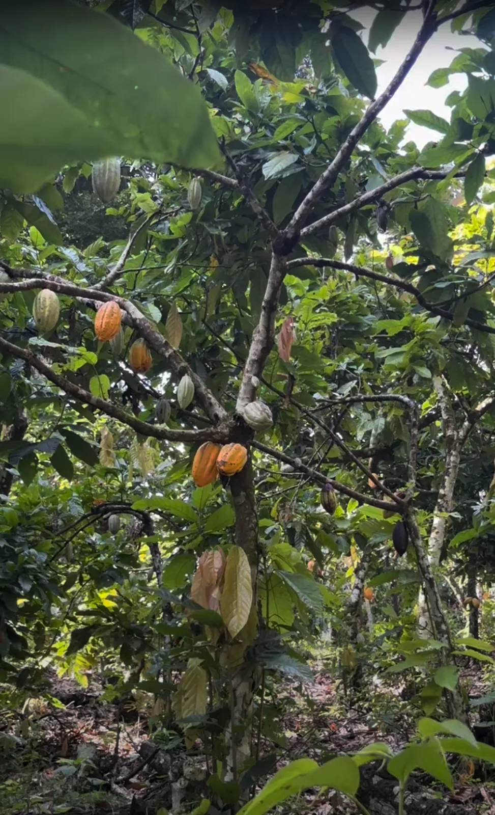 Origins and History of Cocoa: From Sacred Fruit To Global Commodity ...
